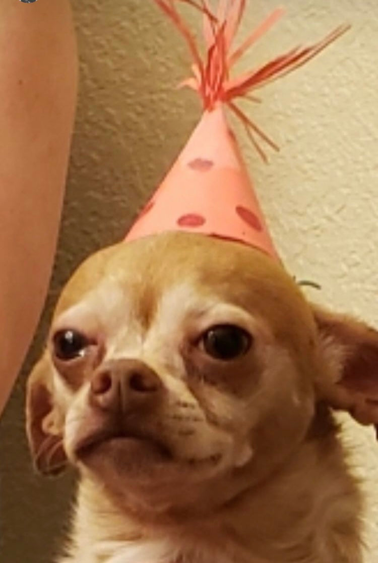 Party Pupper Sticker